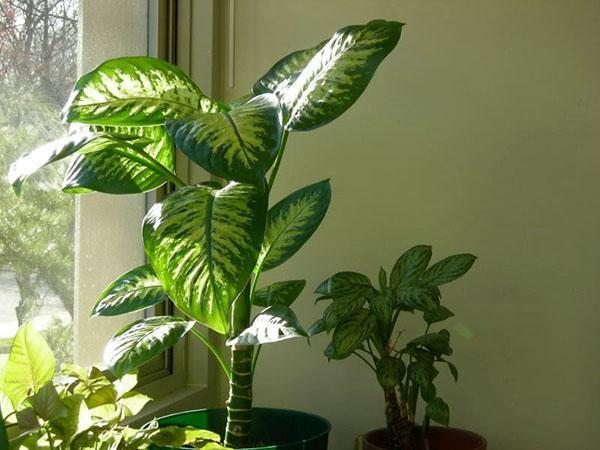 Se pueden cultivar nuevas plantas a partir de la parte superior cortada y el tronco de la Dieffenbachia.