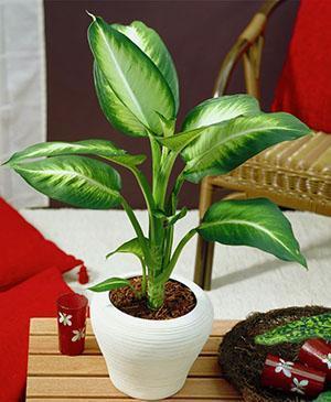 Dieffenbachia en el interior