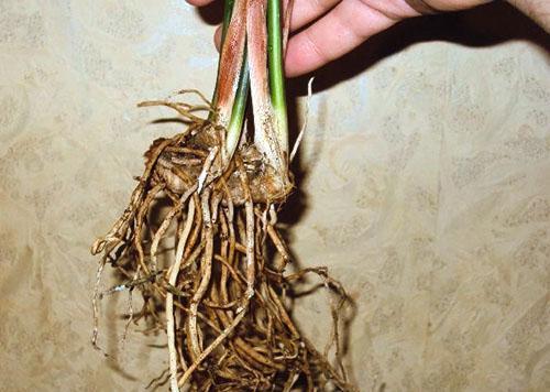 Parte del arbusto con buenas raíces se planta en otro plato.