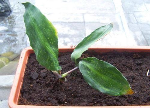 Une jeune plante peut être cultivée à partir d'une plaque de feuilles