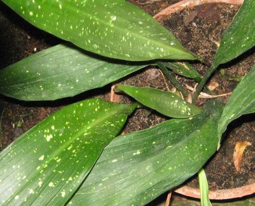 Plante obtenue à partir d'une plaque foliaire