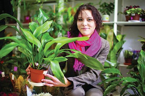 Aspidistra sin pretensiones