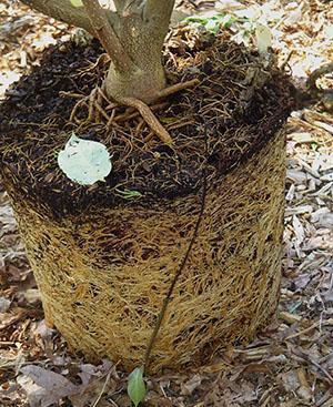 Il est nécessaire de transplanter l'azalée une fois la floraison terminée.