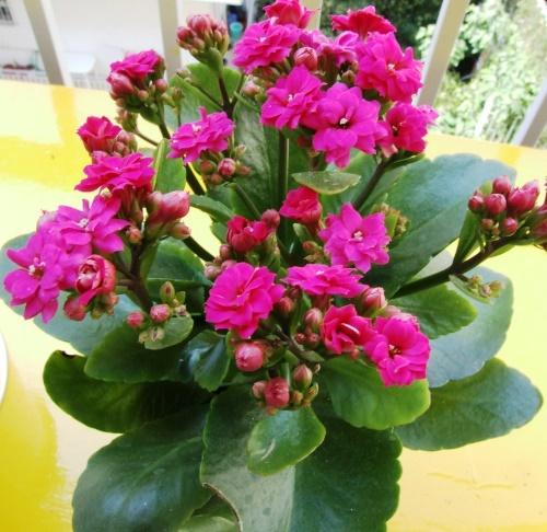 Kalanchoe Kalandiva