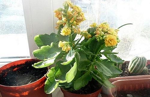 olla para Kalanchoe