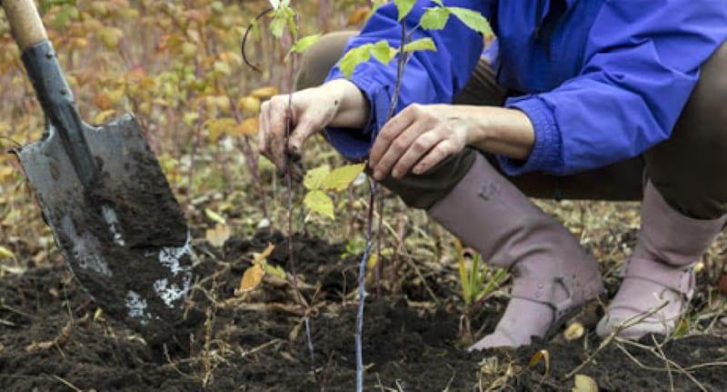 quand transplanter les framboises en automne