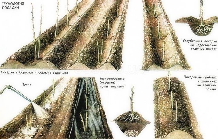 comment transplanter des framboises en automne