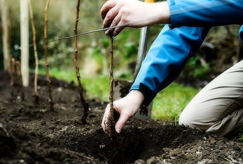 trasplantar frambuesas en el otoño a un nuevo lugar