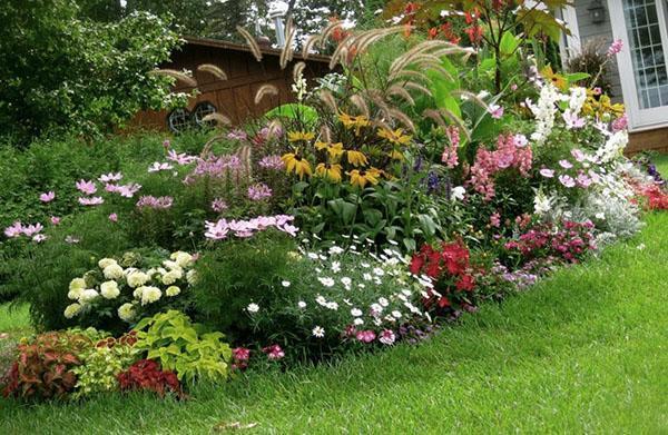 Cama de flores perennes de flores brillantes