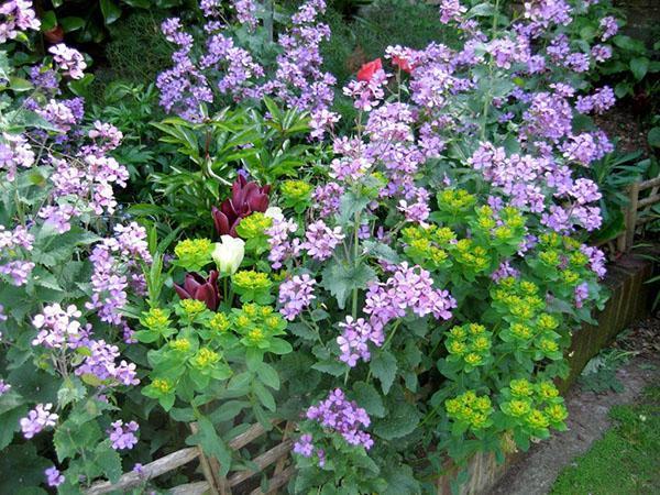 Macizo de flores de floración continua de plantas perennes.