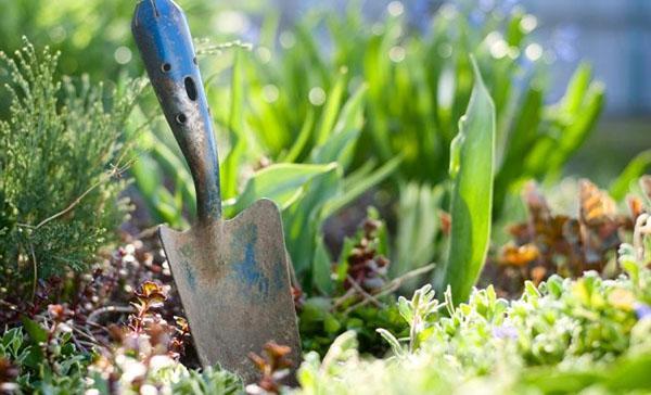 La mayoría de las plantas perennes se multiplican y trasplantan dividiendo el sistema de raíces.