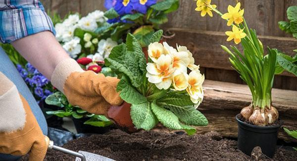 Plantar plantas perennes en un macizo de flores.