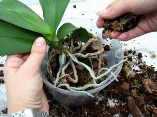 plantar una orquídea
