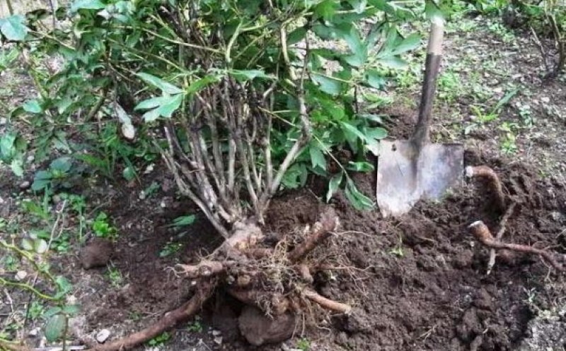 trasplantar peonías en otoño a otro lugar