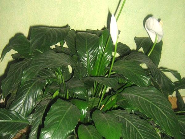 greffe de vieux spathiphyllum