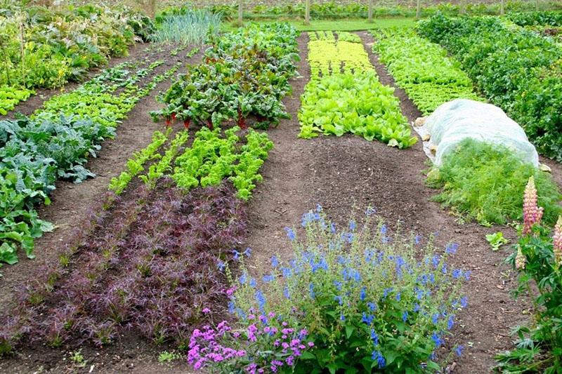 permaculture dans leur chalet d'été