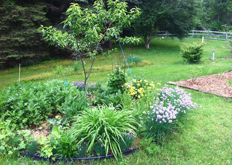 arbres fruitiers et légumes