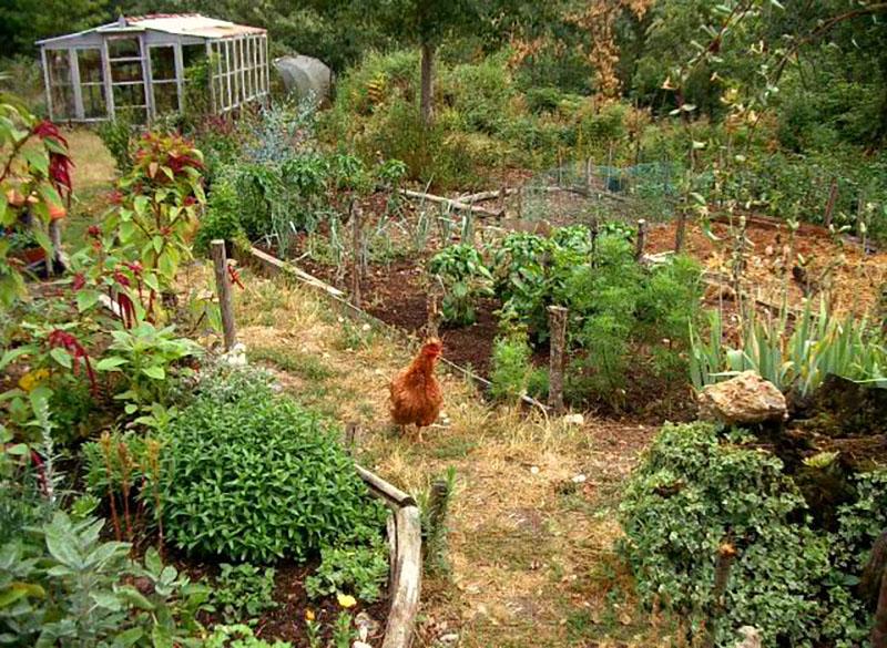 permaculture dans leur chalet d'été