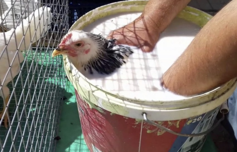 traitement des poulets de manger des plumes