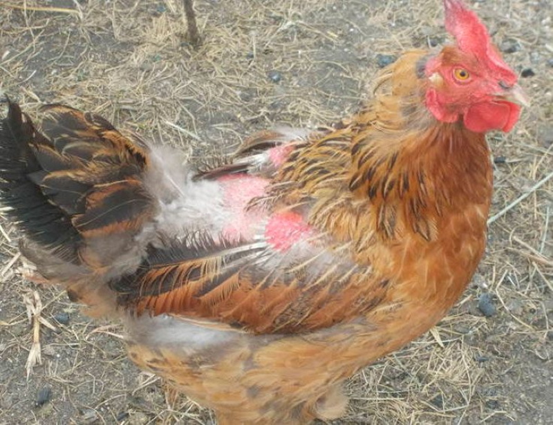 devorador de plumas de pollo cómo deshacerse de