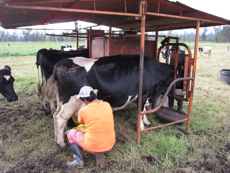 cuantas veces ordeñar una vaca