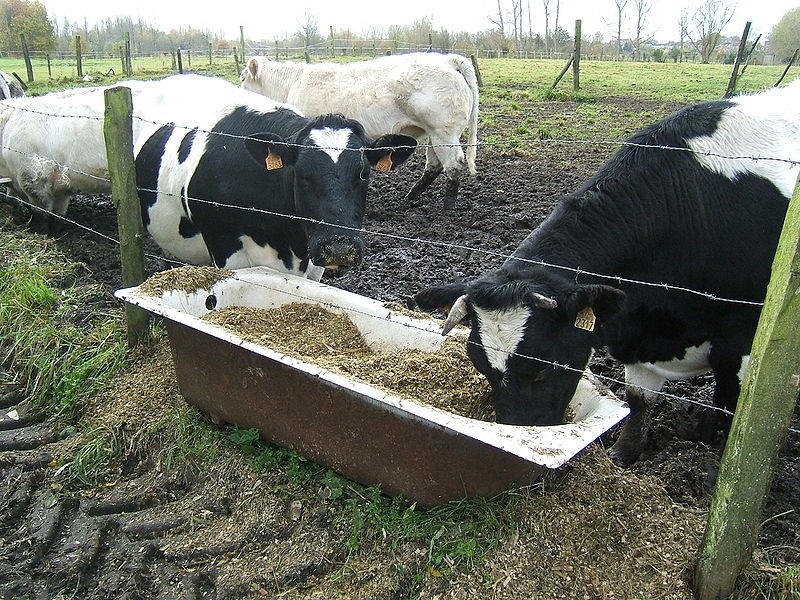 cómo alimentar a una vaca para aumentar la producción de leche