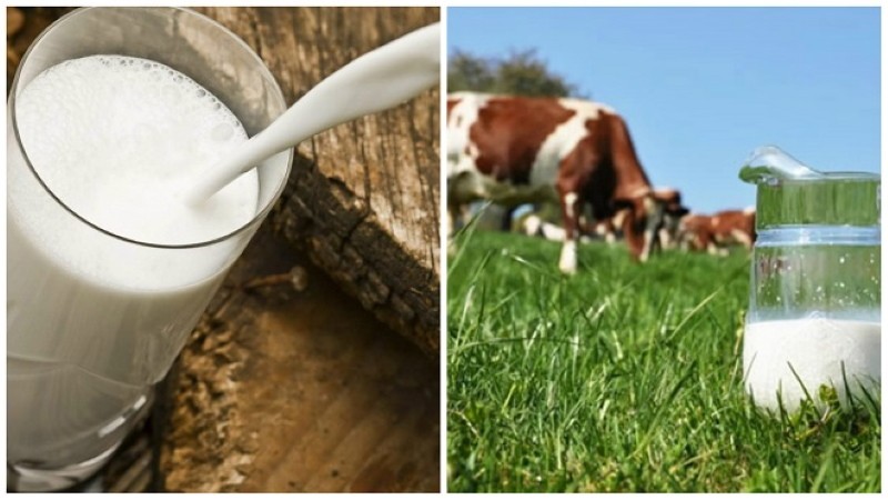 quand peut-on boire du lait après le vêlage