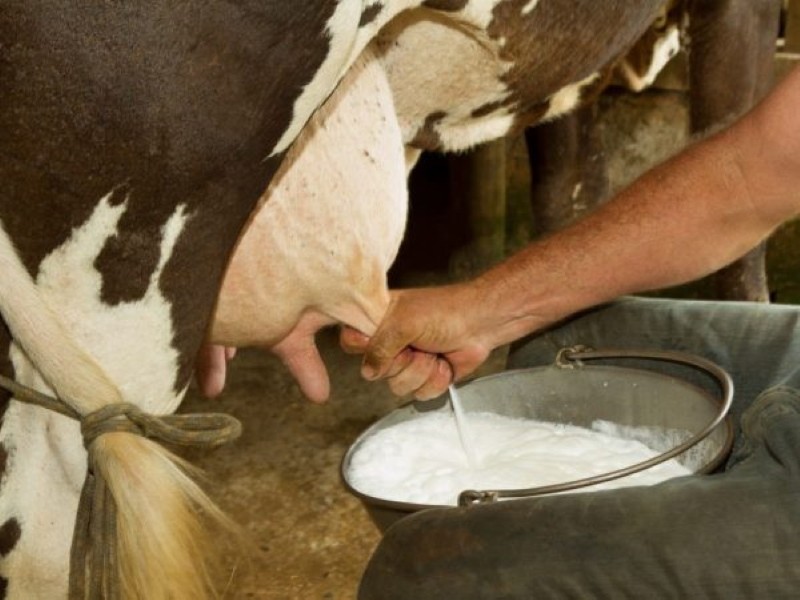 cuántas veces se ordeña una vaca después del parto