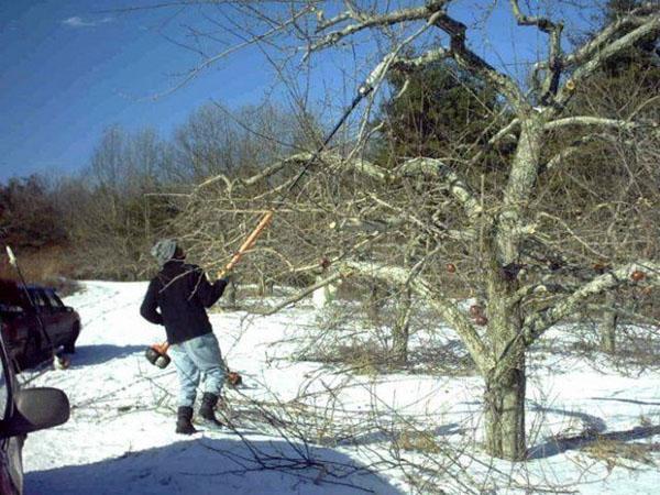 poda de árboles frutales en invierno