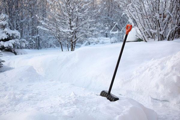 cubrir los arbustos con nieve