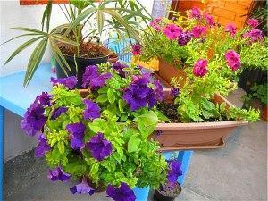 petunias