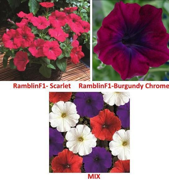 variétés de pétunia ramblin