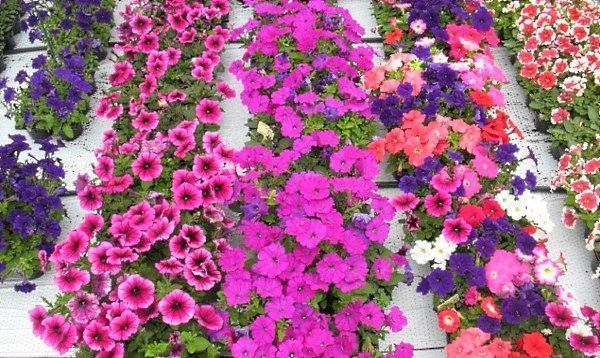 petunias