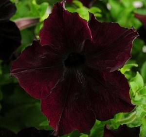 Petunia F1 sofistería de moras de flores grandes