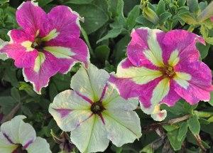 lima bicolor