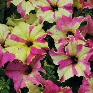 petunia