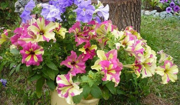 petunia
