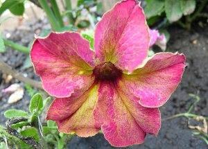petunia sofistería lima bicolor