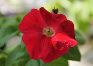 petunia trilogía escarlata