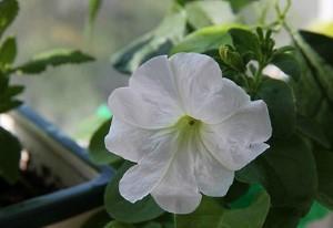 pétunia trilogie blanc