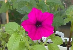 Petunia Trilogy Parpl