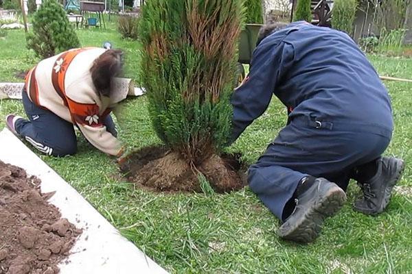 trasplante de plantas