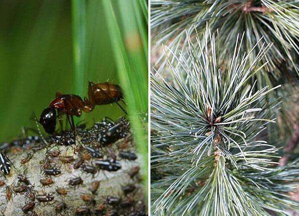 parasites sur le sapin