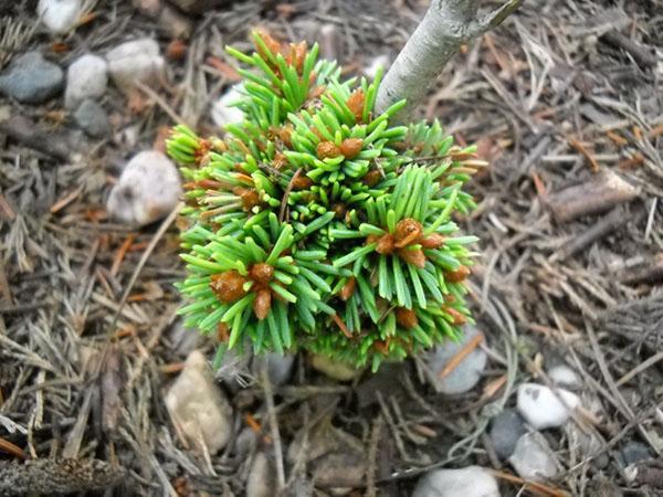 site de plantation de sapins