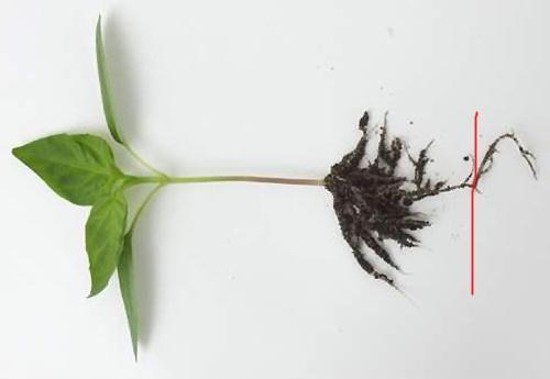 pimienta