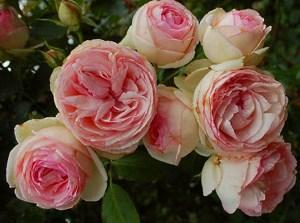 pivoine rose photo