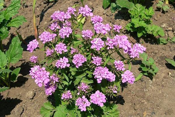 Iberis umbellado del esqueje