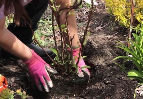 comment planter des hortensias