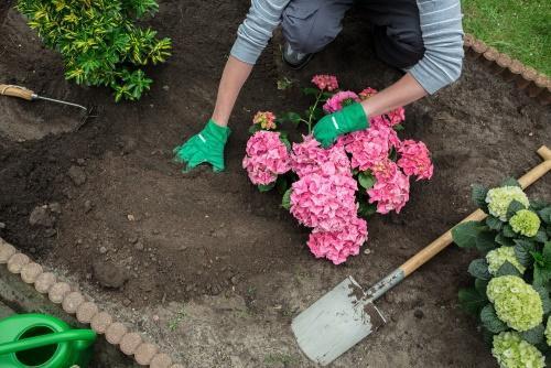 planter des hortensias