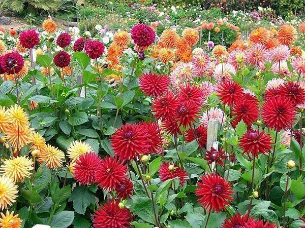 les dahlias de différentes variétés sont en fleurs